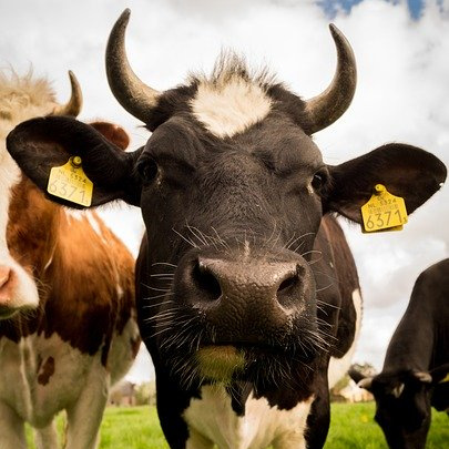 L’attribut alt de cette image est vide, son nom de fichier est vache.jpg.